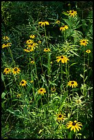 Sunflowers. Voyageurs National Park ( color)