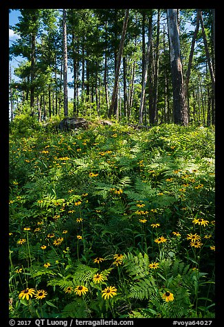 Sunflowers and forest. Voyageurs National Park (color)