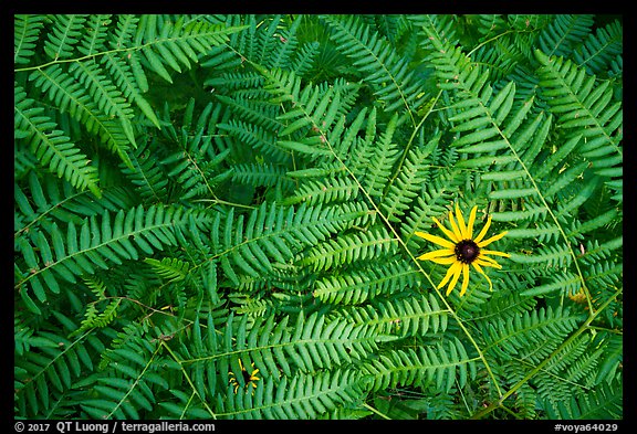 Close-up of sunflower and ferns. Voyageurs National Park, Minnesota, USA.