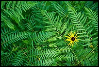 Close-up of sunflower and ferns. Voyageurs National Park, Minnesota, USA.