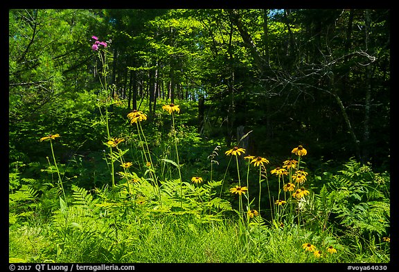 Sunflowers in forest. Voyageurs National Park (color)