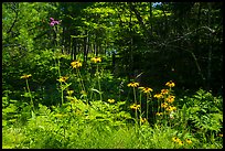 Sunflowers in forest. Voyageurs National Park ( color)