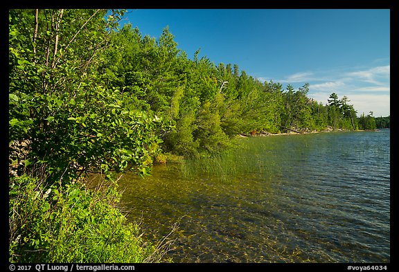 Forested shore of Mukooda Lake. Voyageurs National Park (color)