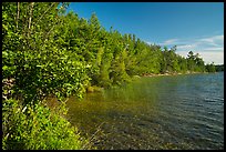 Forested shore of Mukooda Lake. Voyageurs National Park ( color)