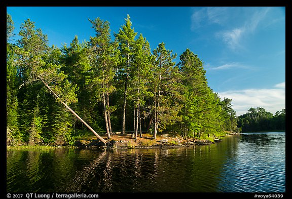 Lakeshore and falling tree, Grassy Bay. Voyageurs National Park (color)