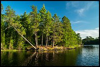 Lakeshore and falling tree, Grassy Bay. Voyageurs National Park ( color)
