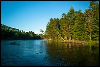 Forest on lakeshore edge, Grassy Bay. Voyageurs National Park ( color)