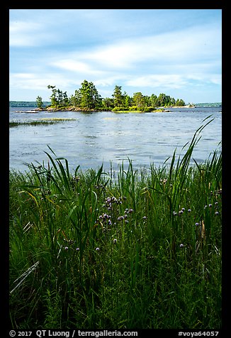 Grasses, wildflowers, and islet, Sand Point Lake. Voyageurs National Park, Minnesota, USA.