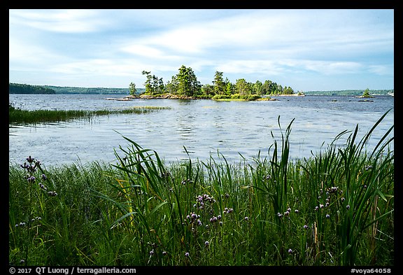 Wildflowers, and islet, Houseboat Island, Sand Point Lake. Voyageurs National Park (color)
