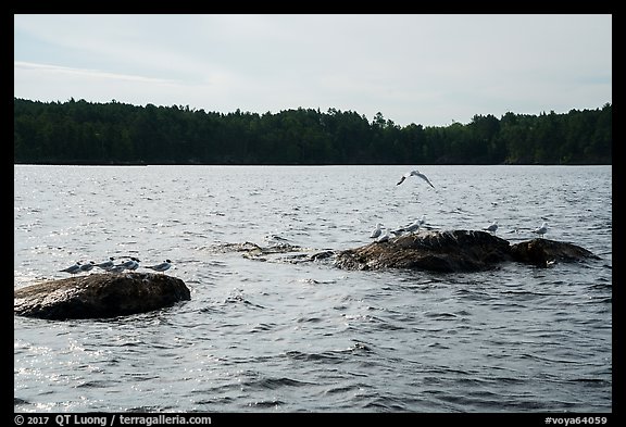Seagulls on rocks, Namakan Lake. Voyageurs National Park (color)