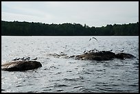 Seagulls on rocks, Namakan Lake. Voyageurs National Park ( color)