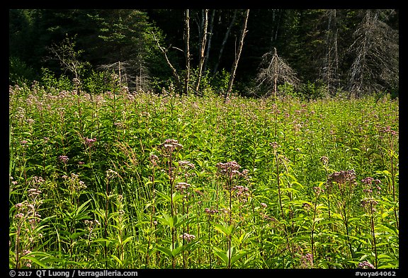 Wildflowers in meadow near Mica Bay. Voyageurs National Park (color)