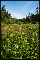 Meadow with summer wildflowers. Voyageurs National Park ( color)