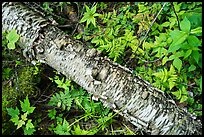 Fallen Birch trunk and ferns. Voyageurs National Park, Minnesota, USA.