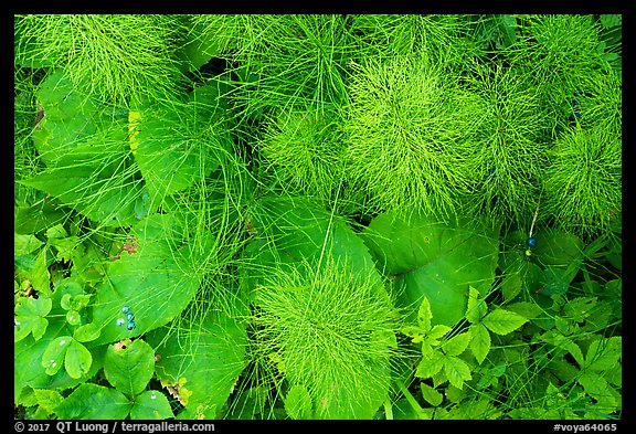 Berries and leaves in the summer. Voyageurs National Park (color)