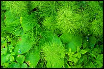 Berries and leaves in the summer. Voyageurs National Park, Minnesota, USA.