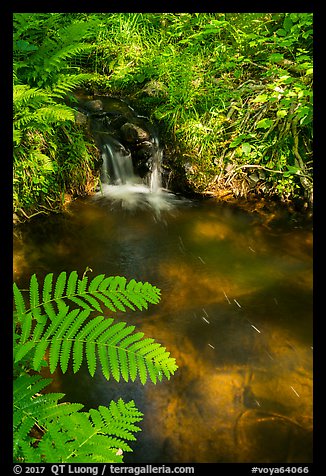 Ferns and cascade. Voyageurs National Park (color)