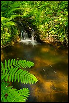 Ferns and cascade. Voyageurs National Park ( color)