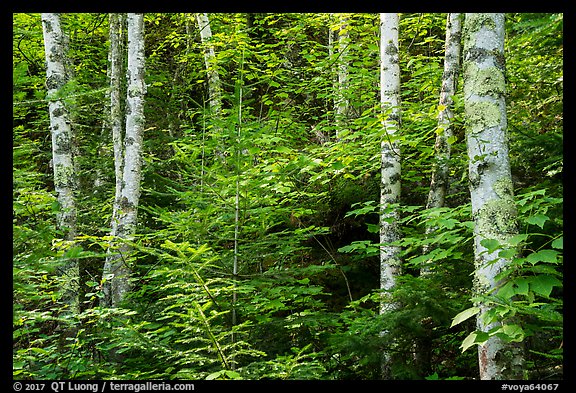 Birch trees in summer. Voyageurs National Park (color)