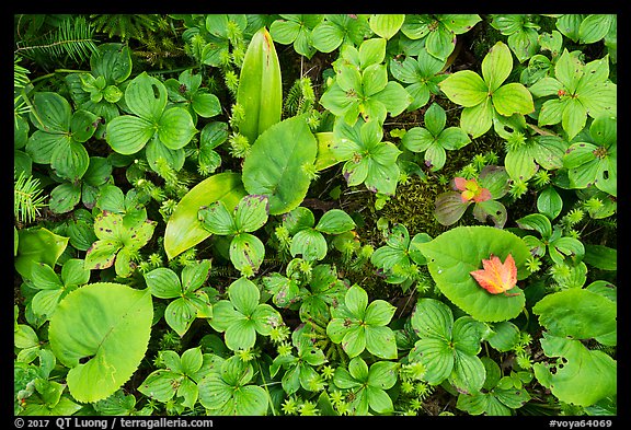 Close-up of summer leaves with fallen autumn leaf. Voyageurs National Park (color)