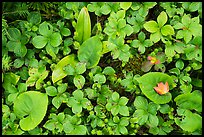 Close-up of summer leaves with fallen autumn leaf. Voyageurs National Park, Minnesota, USA.