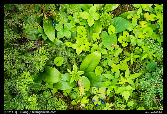 Close up of berries and summer leaves. Voyageurs National Park, Minnesota, USA.