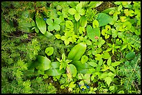 Close up of berries and summer leaves. Voyageurs National Park, Minnesota, USA.