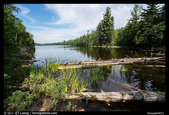 Fallen trees and Beast Lake. Voyageurs National Park (color)