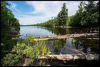 Fallen trees and Beast Lake. Voyageurs National Park ( color)