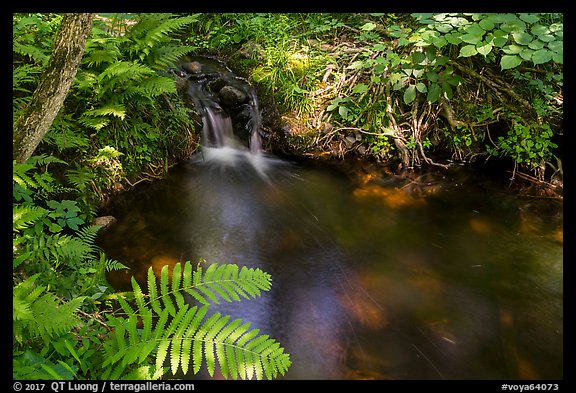 Ferns and stream cascade. Voyageurs National Park (color)