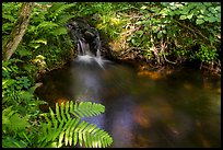 Ferns and stream cascade. Voyageurs National Park ( color)
