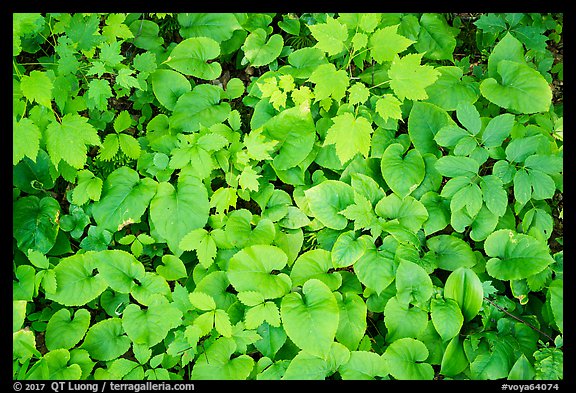 Close up of green undergrowth leaves. Voyageurs National Park, Minnesota, USA.