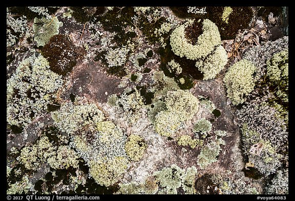 Close-up of lichens. Voyageurs National Park (color)