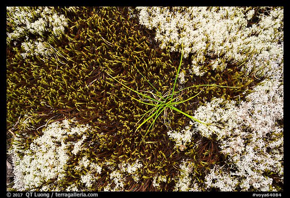 Close-up of mosses and lichens. Voyageurs National Park, Minnesota, USA.