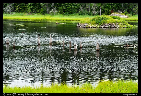 Tree stumps and beaver house. Voyageurs National Park (color)