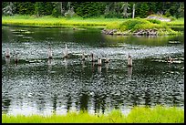 Tree stumps and beaver house. Voyageurs National Park ( color)