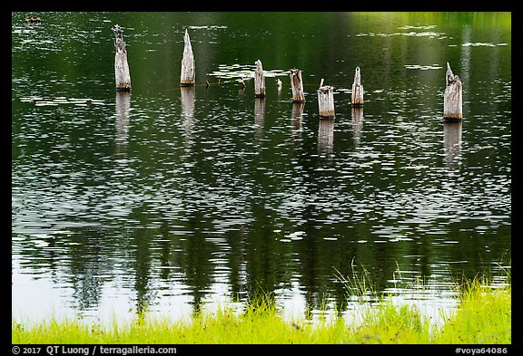 Tree stumps and reflections. Voyageurs National Park (color)