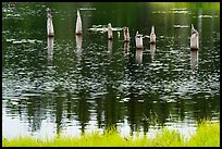 Tree stumps and reflections. Voyageurs National Park ( color)