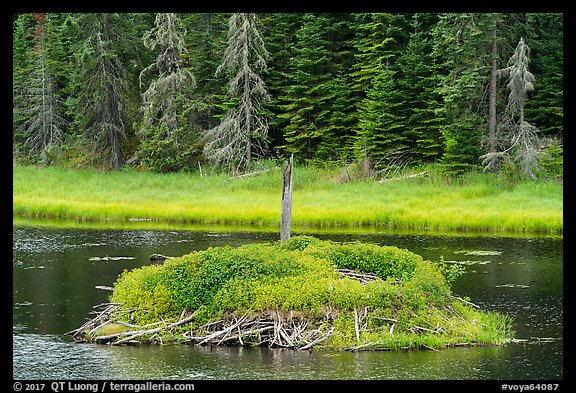 Beaver house. Voyageurs National Park (color)