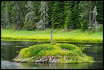 Beaver house. Voyageurs National Park ( color)