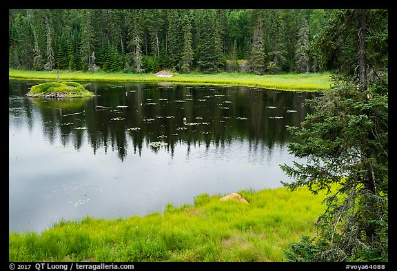 Beaver pond. Voyageurs National Park (color)