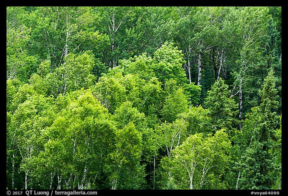 Birch grove on hillside. Voyageurs National Park (color)