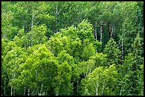 Birch grove on hillside. Voyageurs National Park ( color)