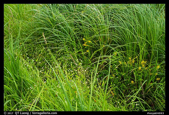 Tall grasses and wildflowers. Voyageurs National Park (color)