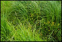 Tall grasses and wildflowers. Voyageurs National Park ( color)