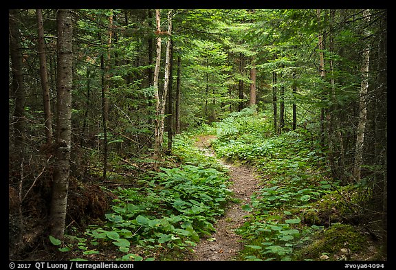Trail in forest. Voyageurs National Park (color)