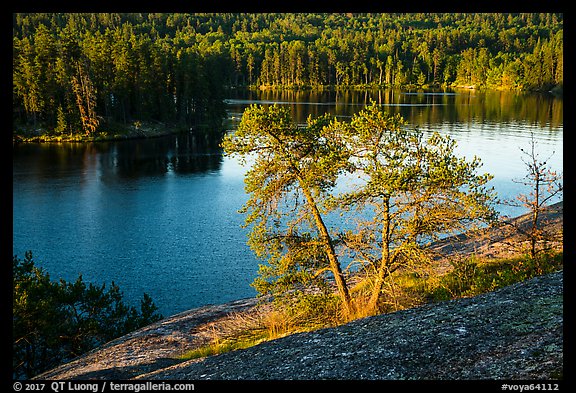 Two pine trees above Anderson Bay. Voyageurs National Park (color)
