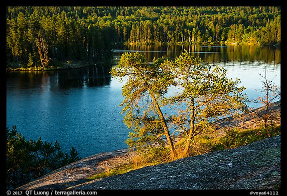 Two pine trees above Anderson Bay. Voyageurs National Park (color)