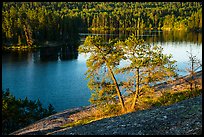 Two pine trees above Anderson Bay. Voyageurs National Park ( color)