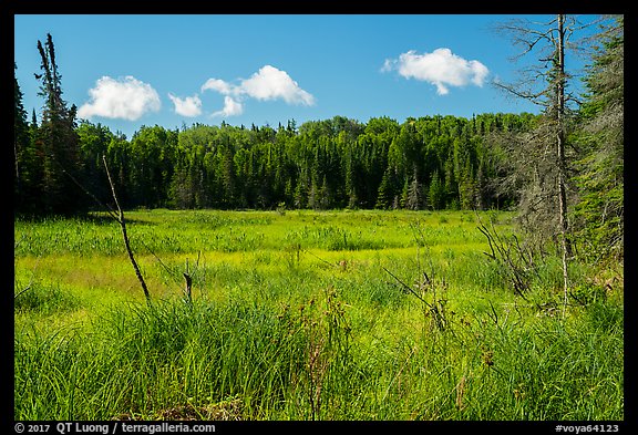 Marshy area. Voyageurs National Park (color)